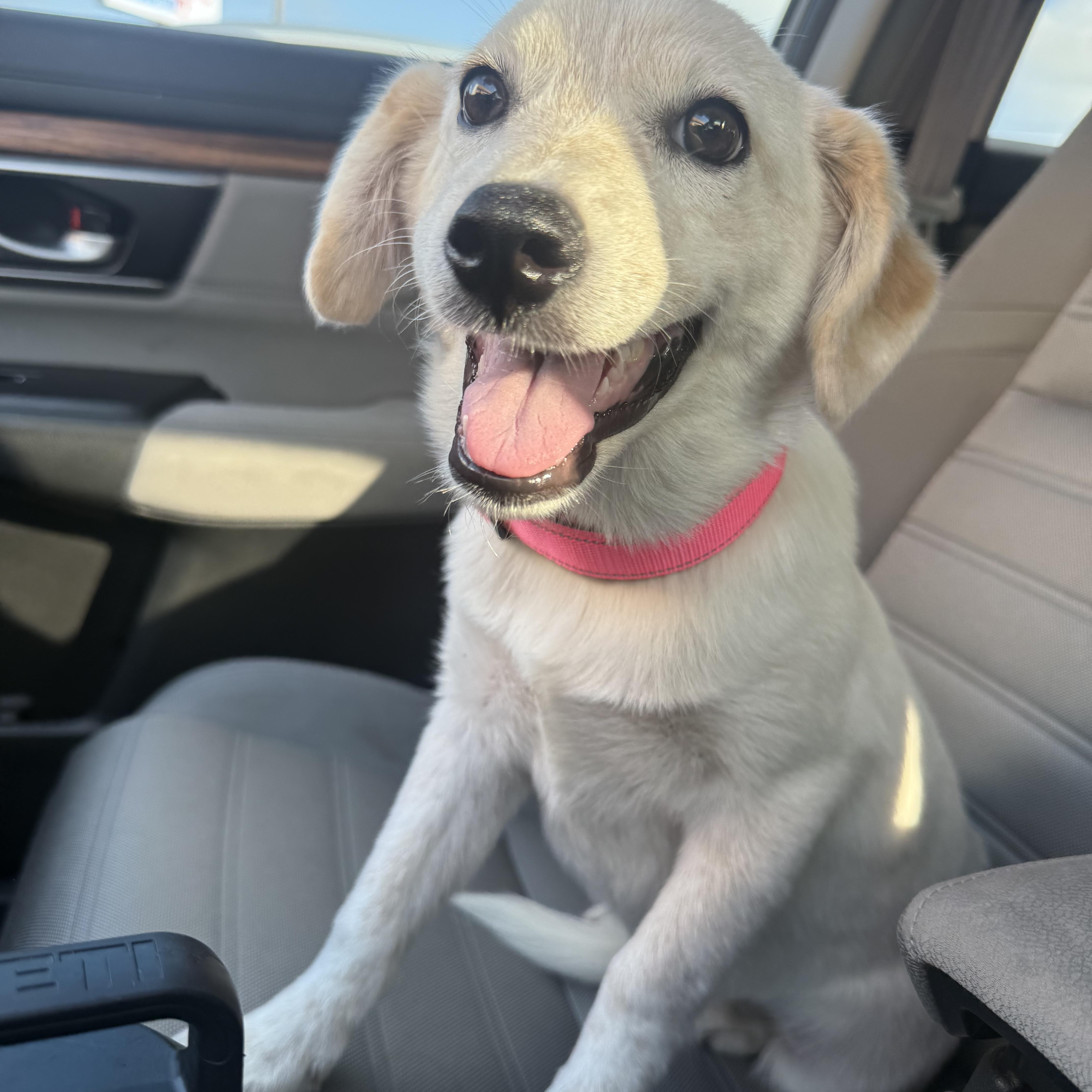 Gretchen, an adopted mixed breed in Pittsburgh, PA image 5/6