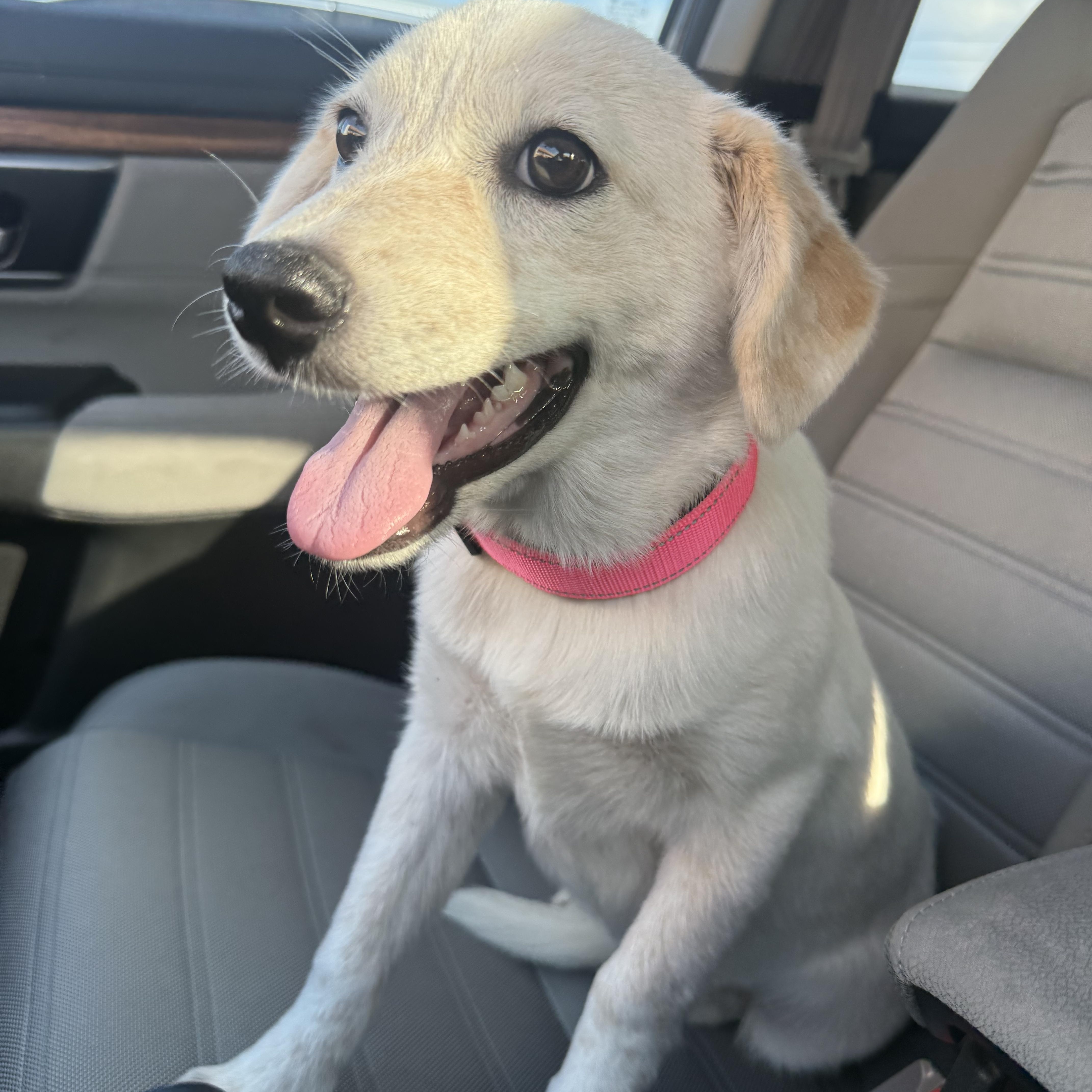 Gretchen, an adopted mixed breed in Pittsburgh, PA image 6/6