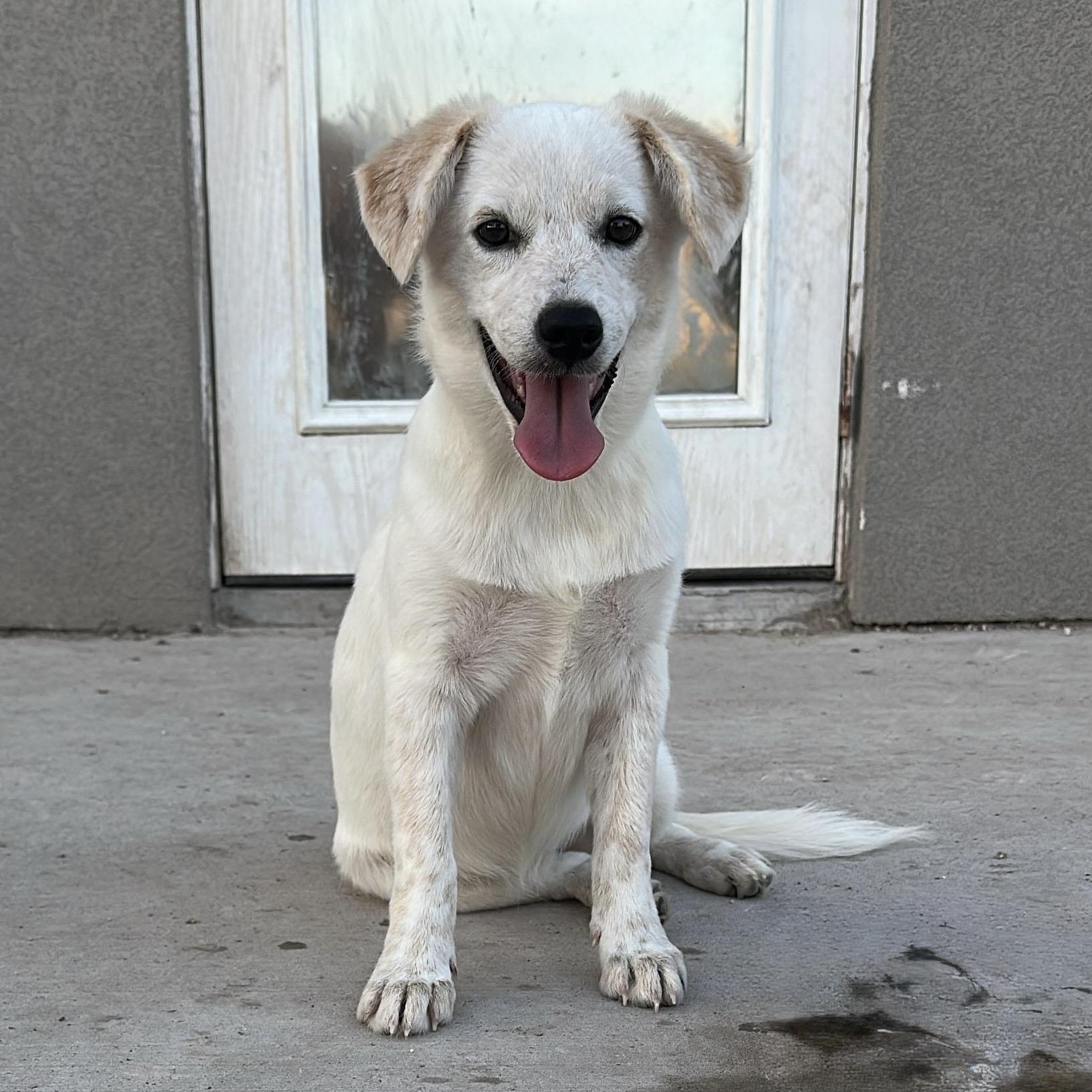 Gretchen, an adopted mixed breed in Pittsburgh, PA image 2/6