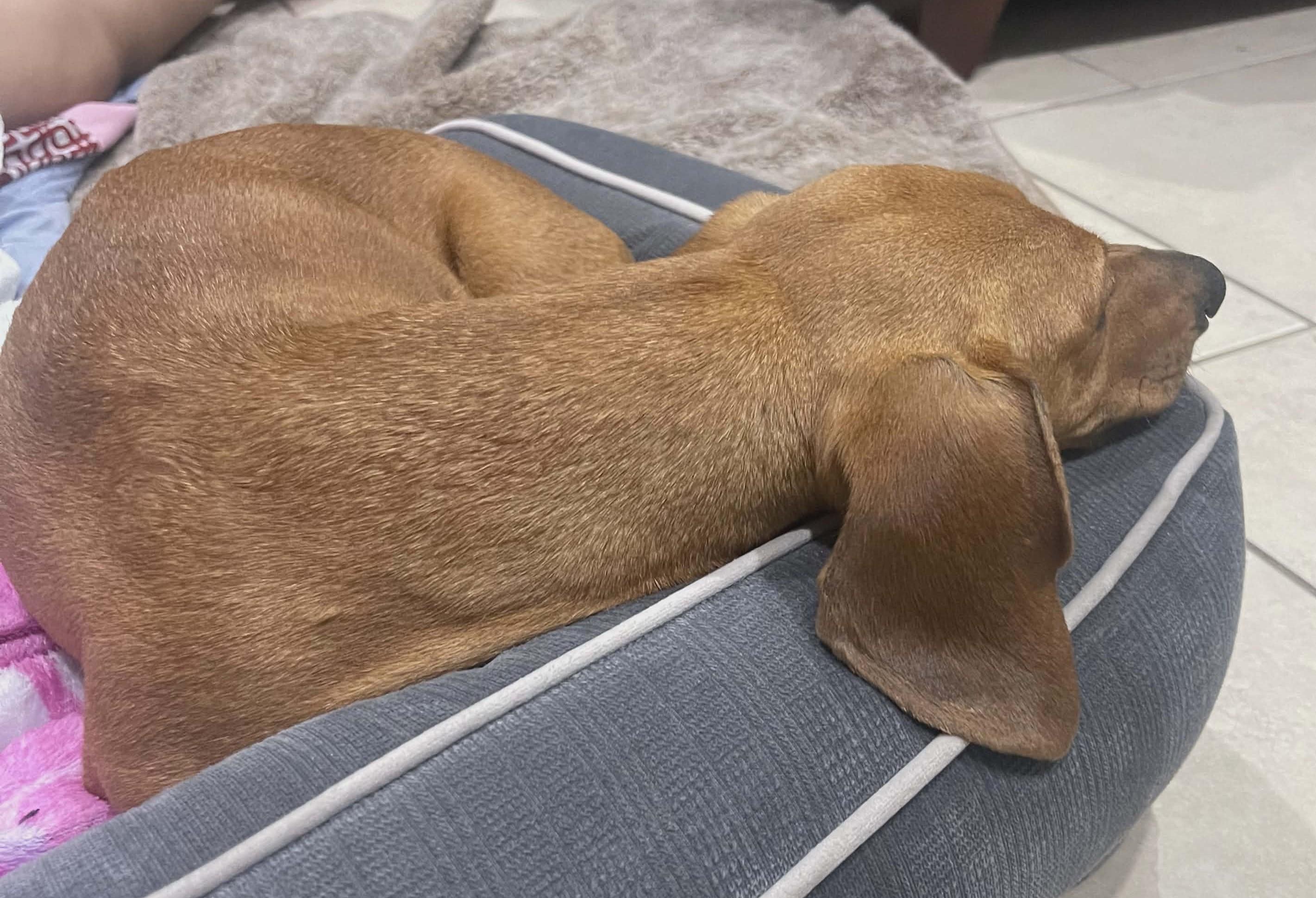 Enlarge NINA, an adopted Dachshund in Grand Prairie, TX image 3/4