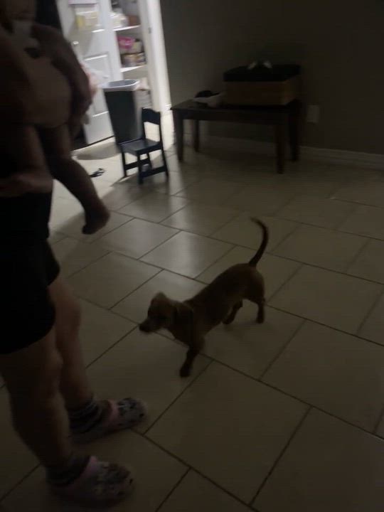 Enlarge NINA, an adopted Dachshund in Grand Prairie, TX video 4/4