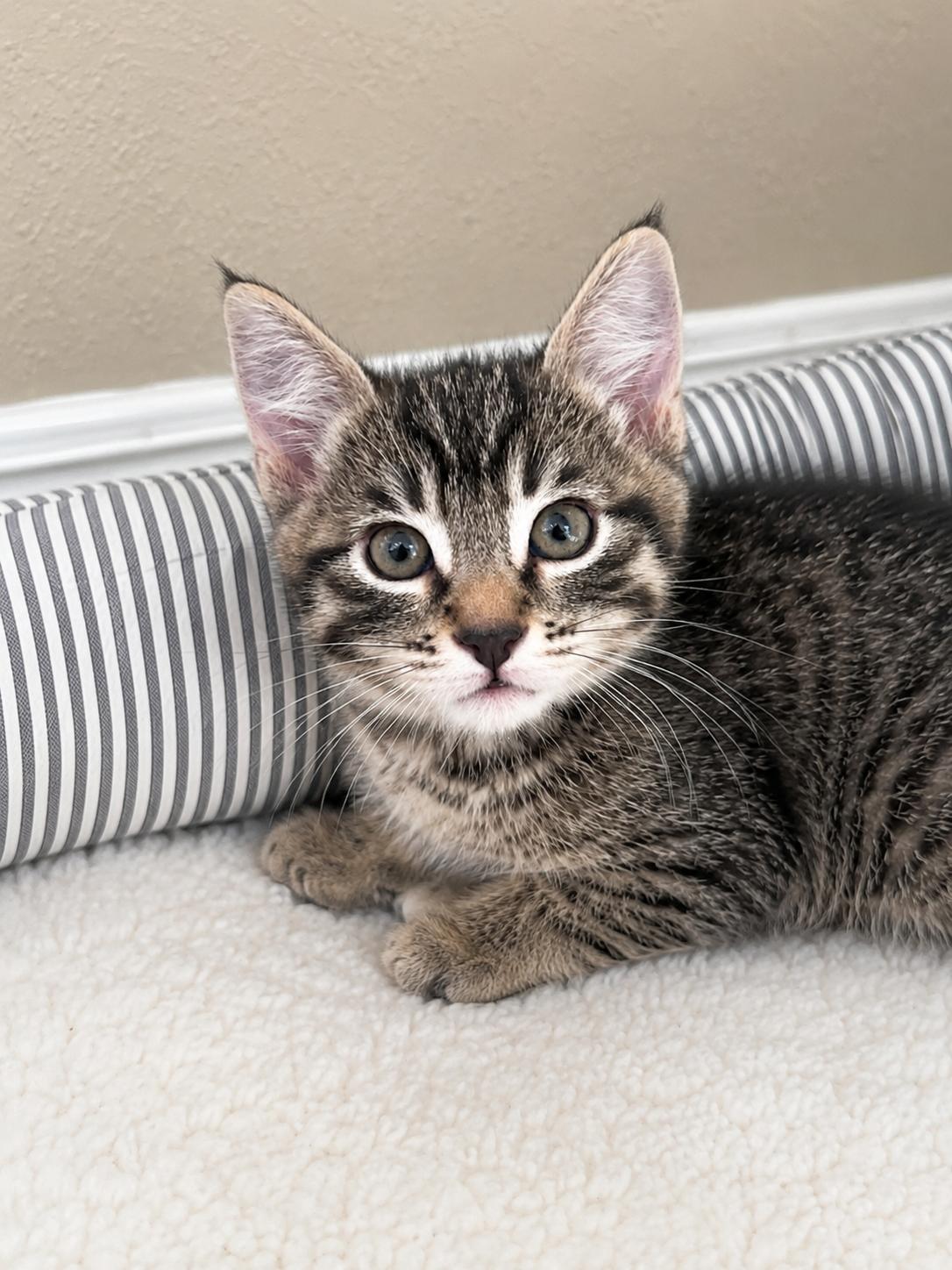 Queen Elizabeth, a Adoptable Domestic Short Hair in Long Beach, CA image 2/2
