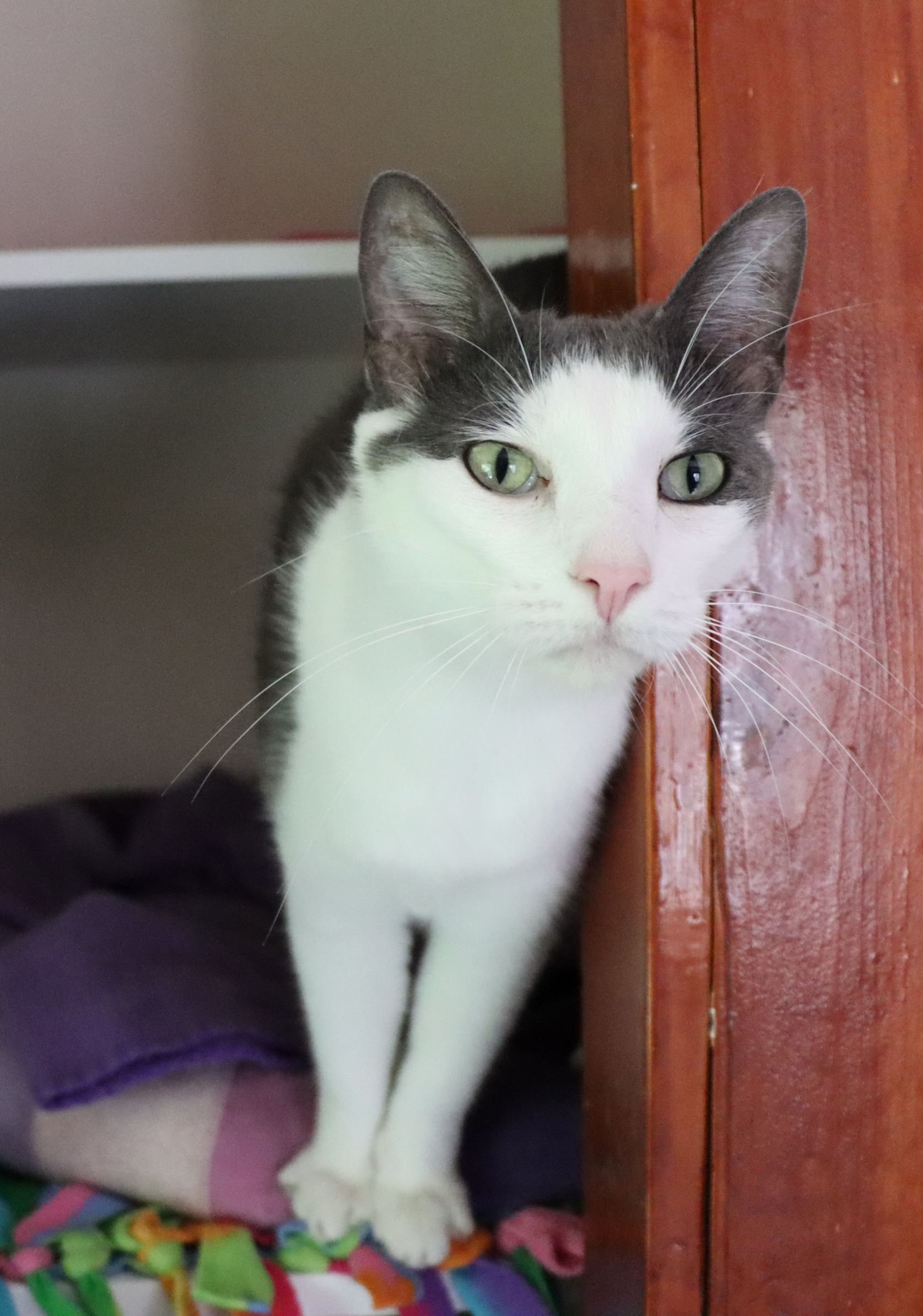 Cliffton, a Adoptable Domestic Short Hair in House Springs, MO image 1/10