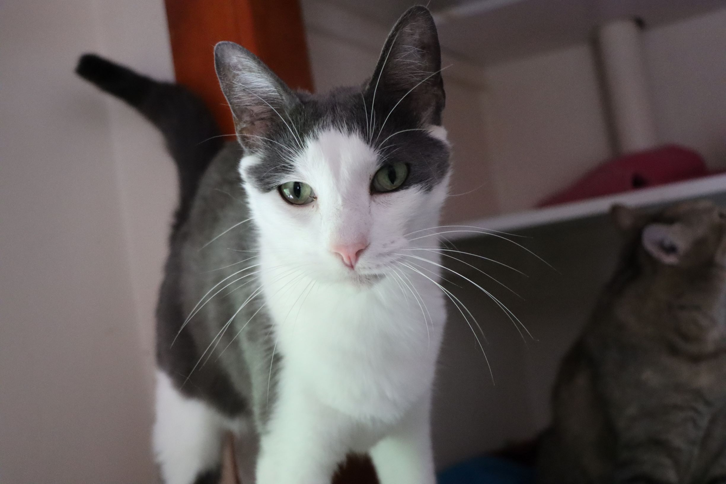 Cliffton, a Adoptable Domestic Short Hair in House Springs, MO image 2/10