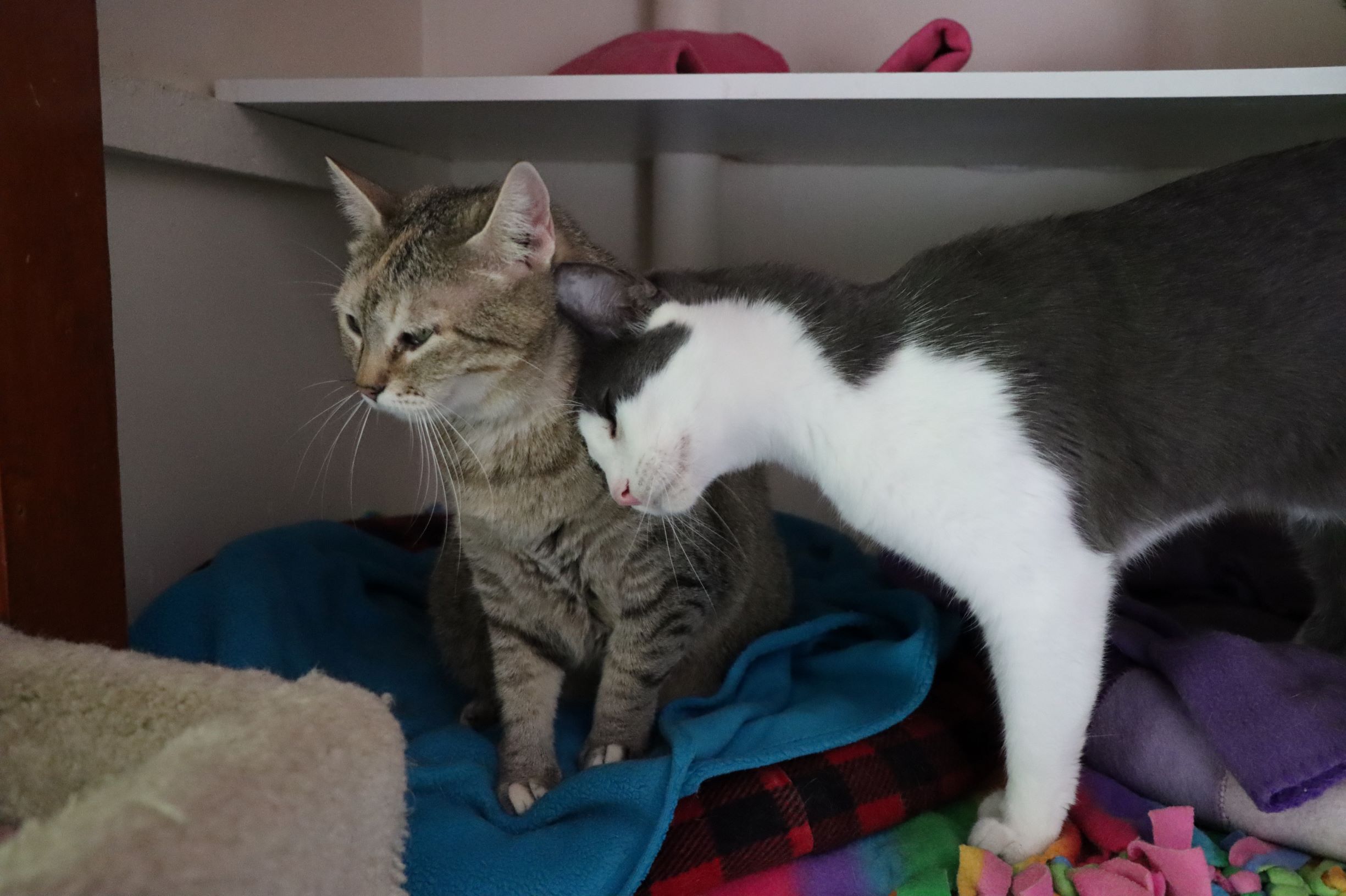 Cliffton, a Adoptable Domestic Short Hair in House Springs, MO image 3/10