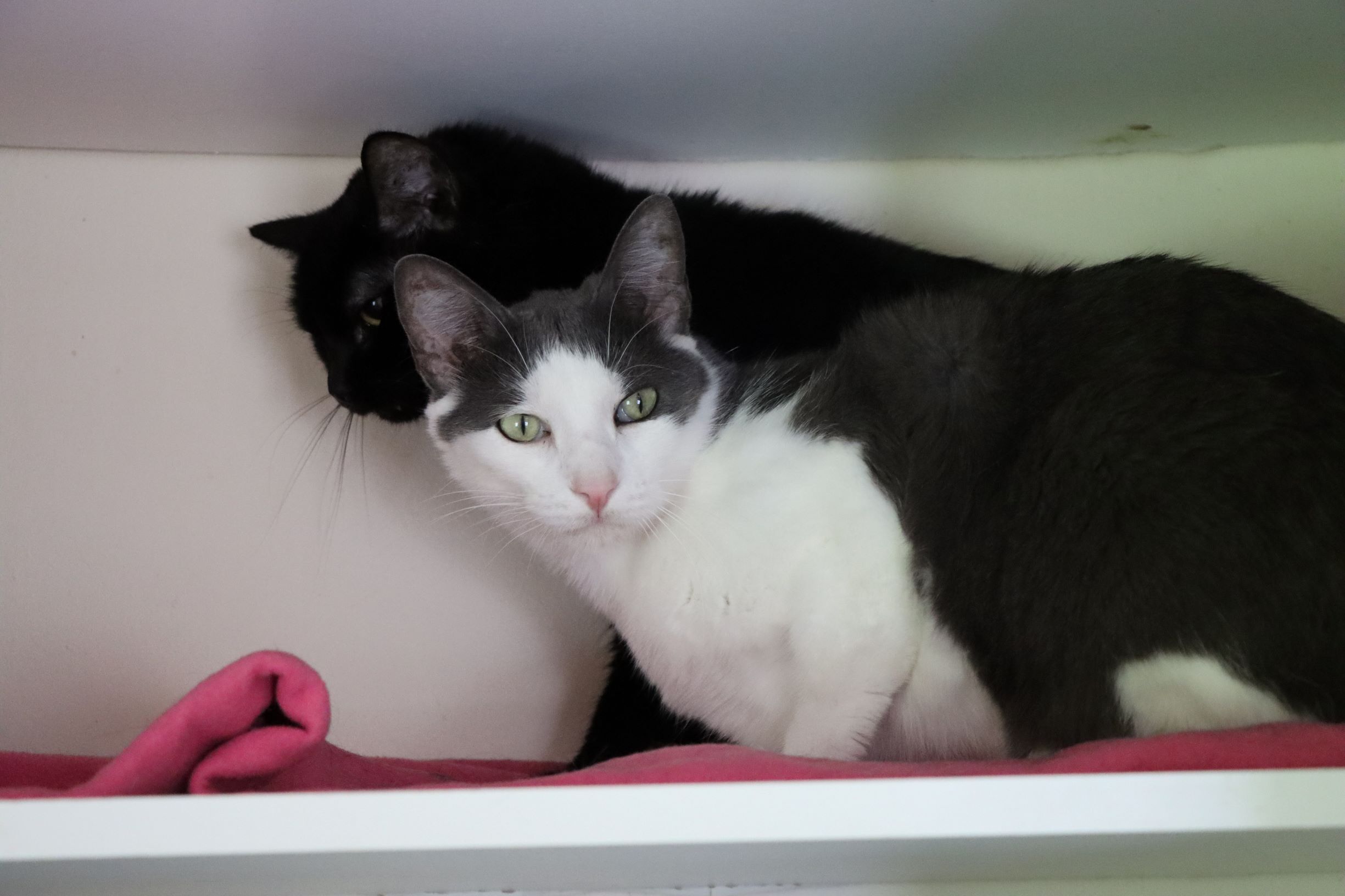 Cliffton, a Adoptable Domestic Short Hair in House Springs, MO image 4/10