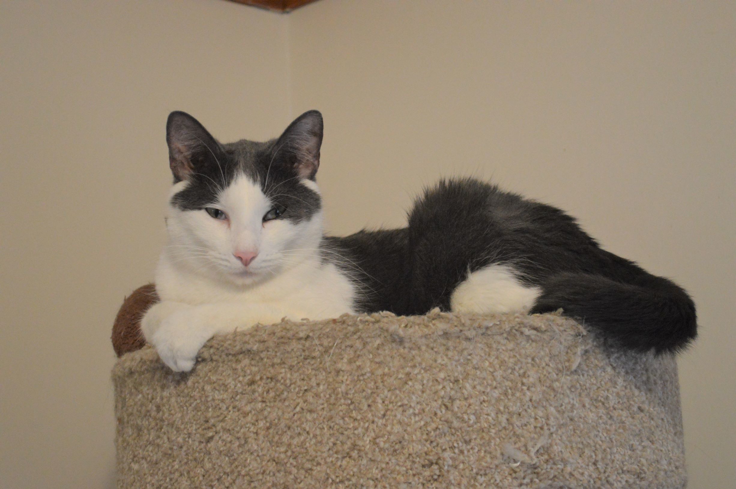 Cliffton, a Adoptable Domestic Short Hair in House Springs, MO image 5/10