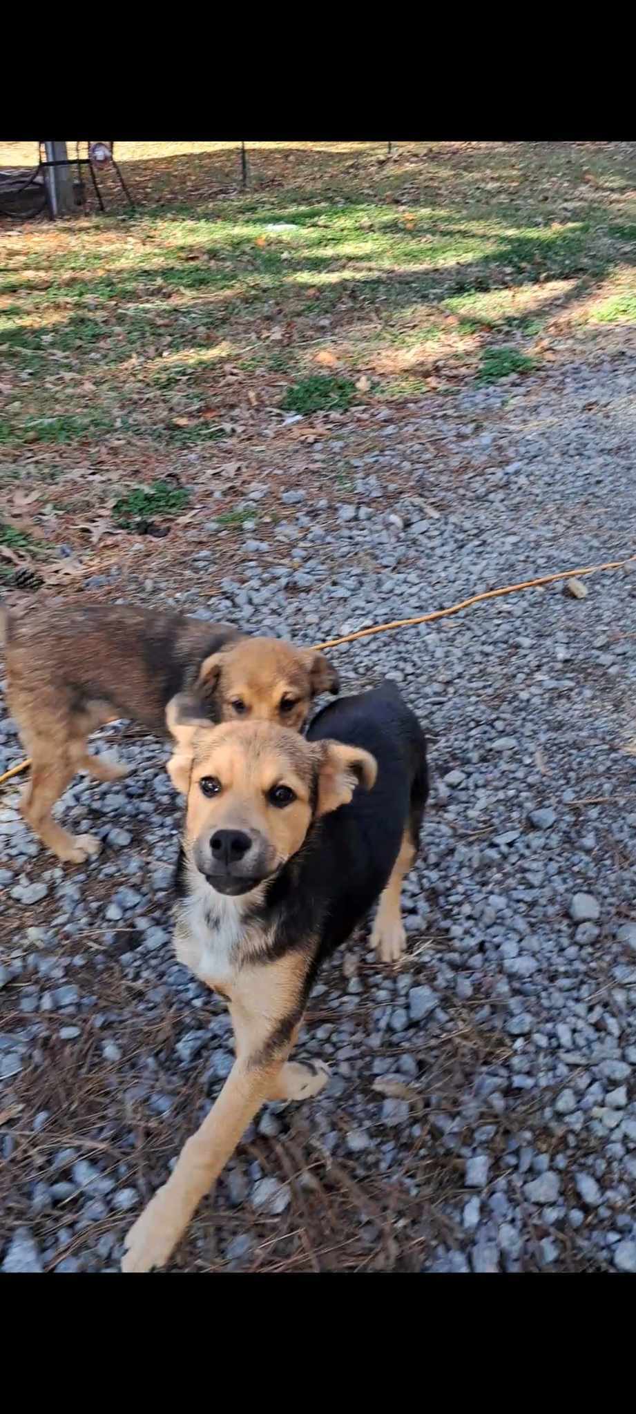 Bo, Young Male Australian Cattle Dog / Blue Heeler