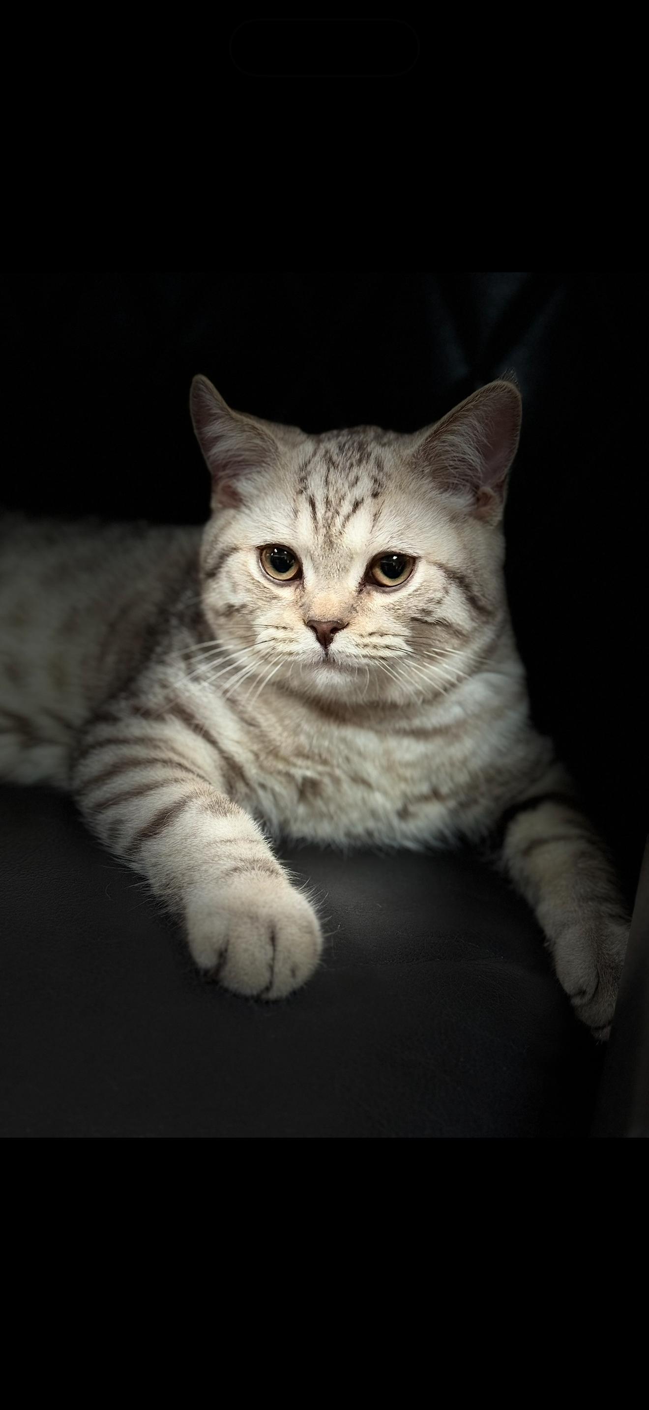 Simba, Adopted, Young Male Domestic Short Hair.