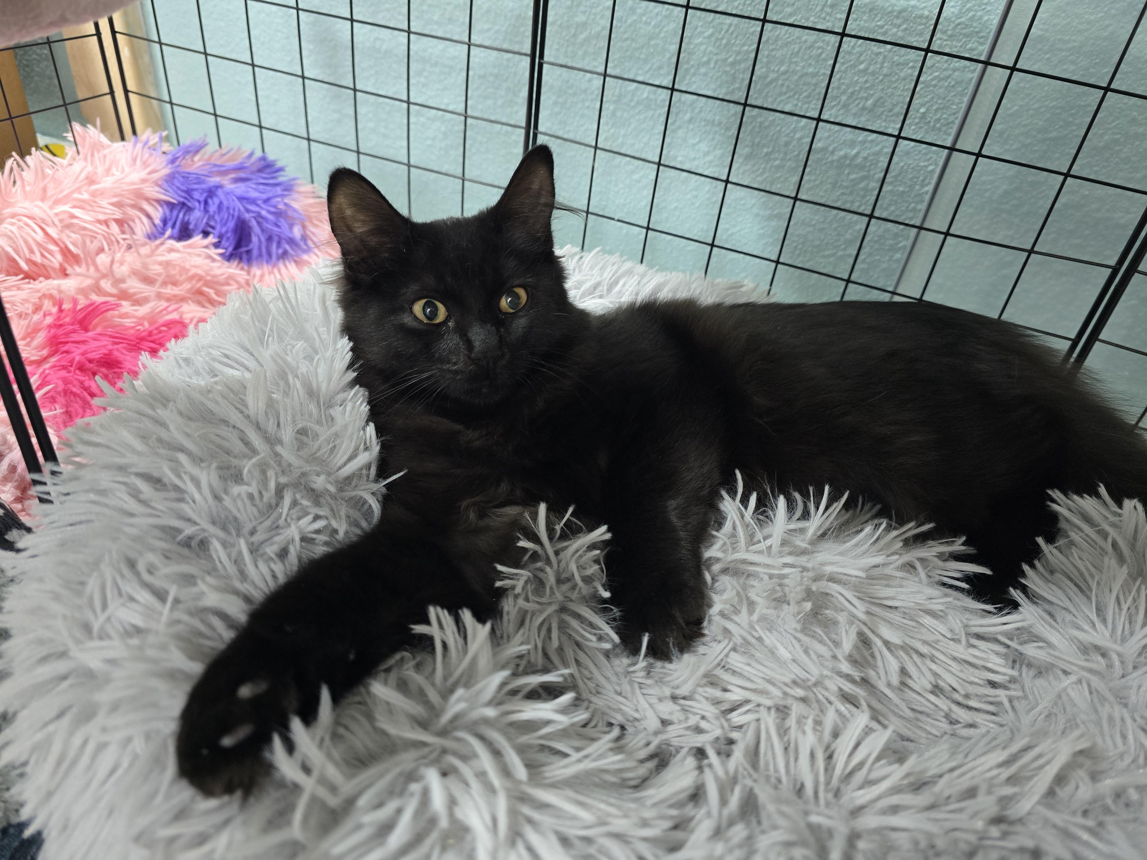 Enlarge Boo, an adopted Domestic Medium Hair in Arlington, WA image 1/3