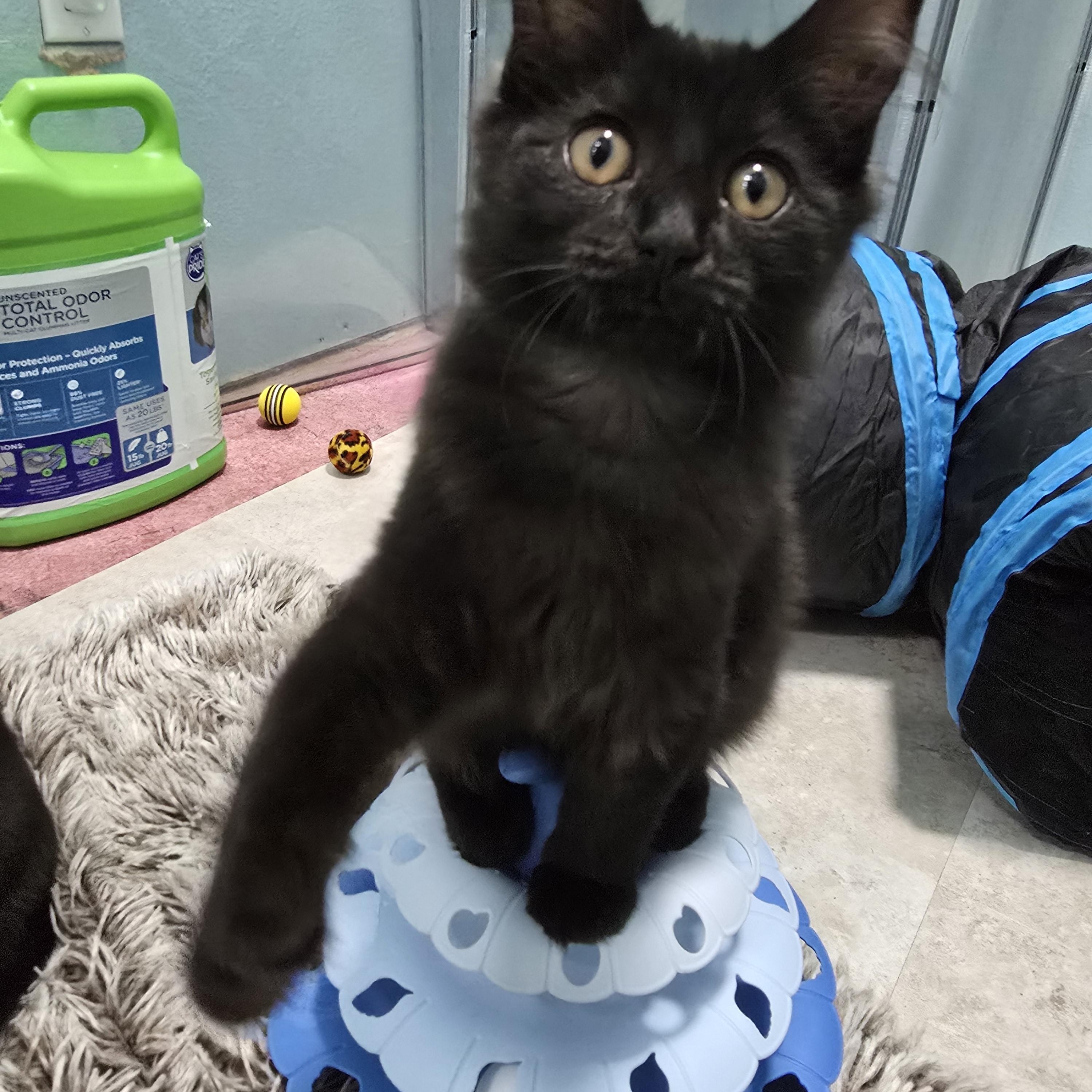 Enlarge Boo, an adopted Domestic Medium Hair in Arlington, WA image 2/3