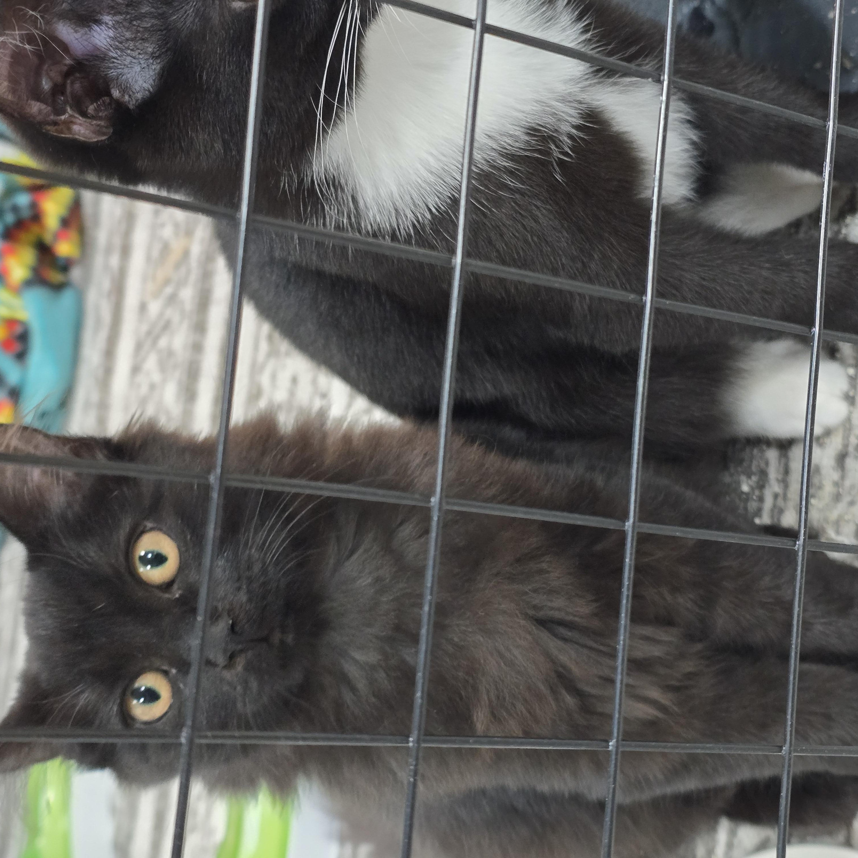 Boo, Adoptable, Young Female Domestic Medium Hair.