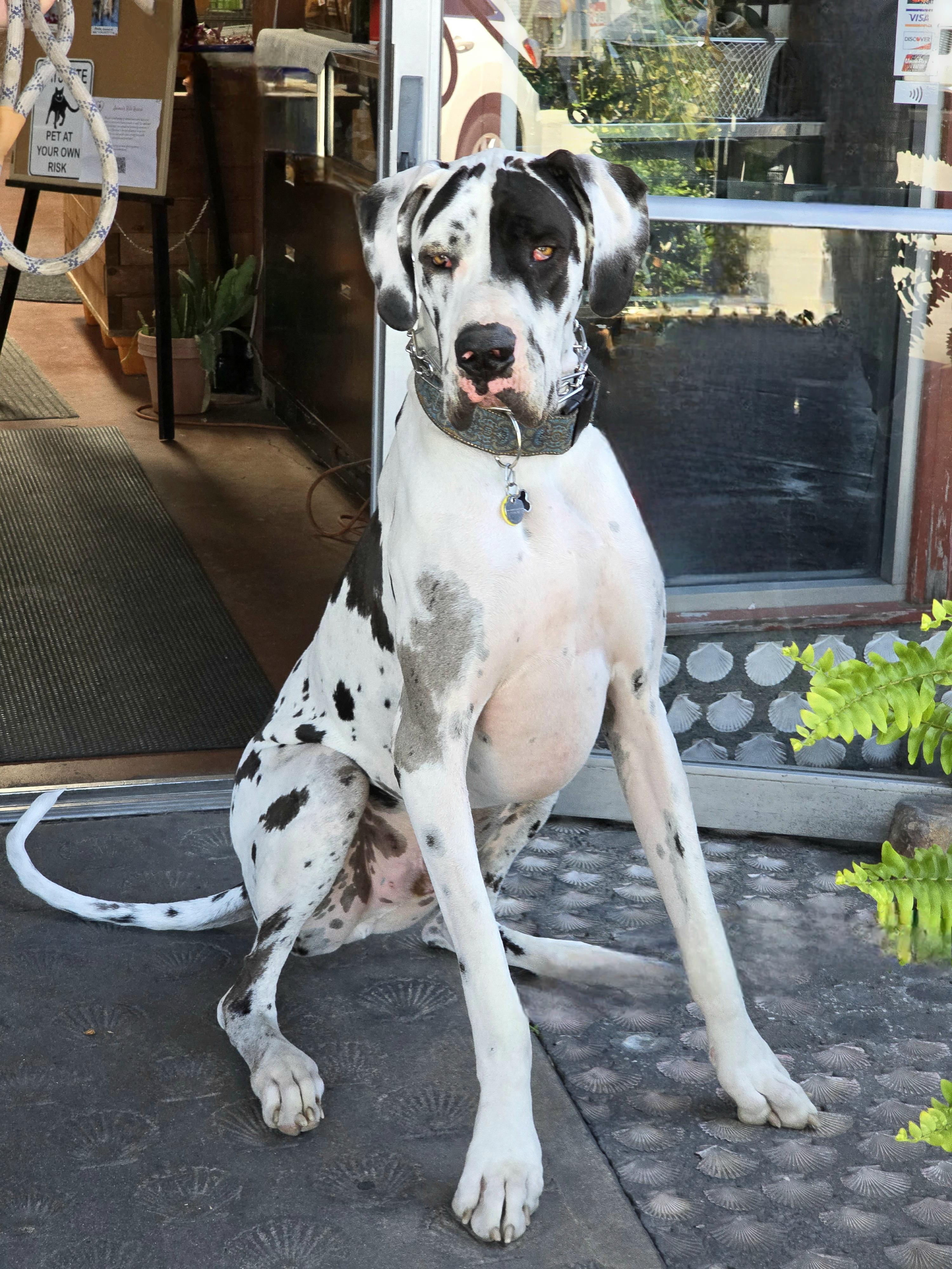 Sampson "Sammy", a Adopted Great Dane in San Pedro, CA image 6/6