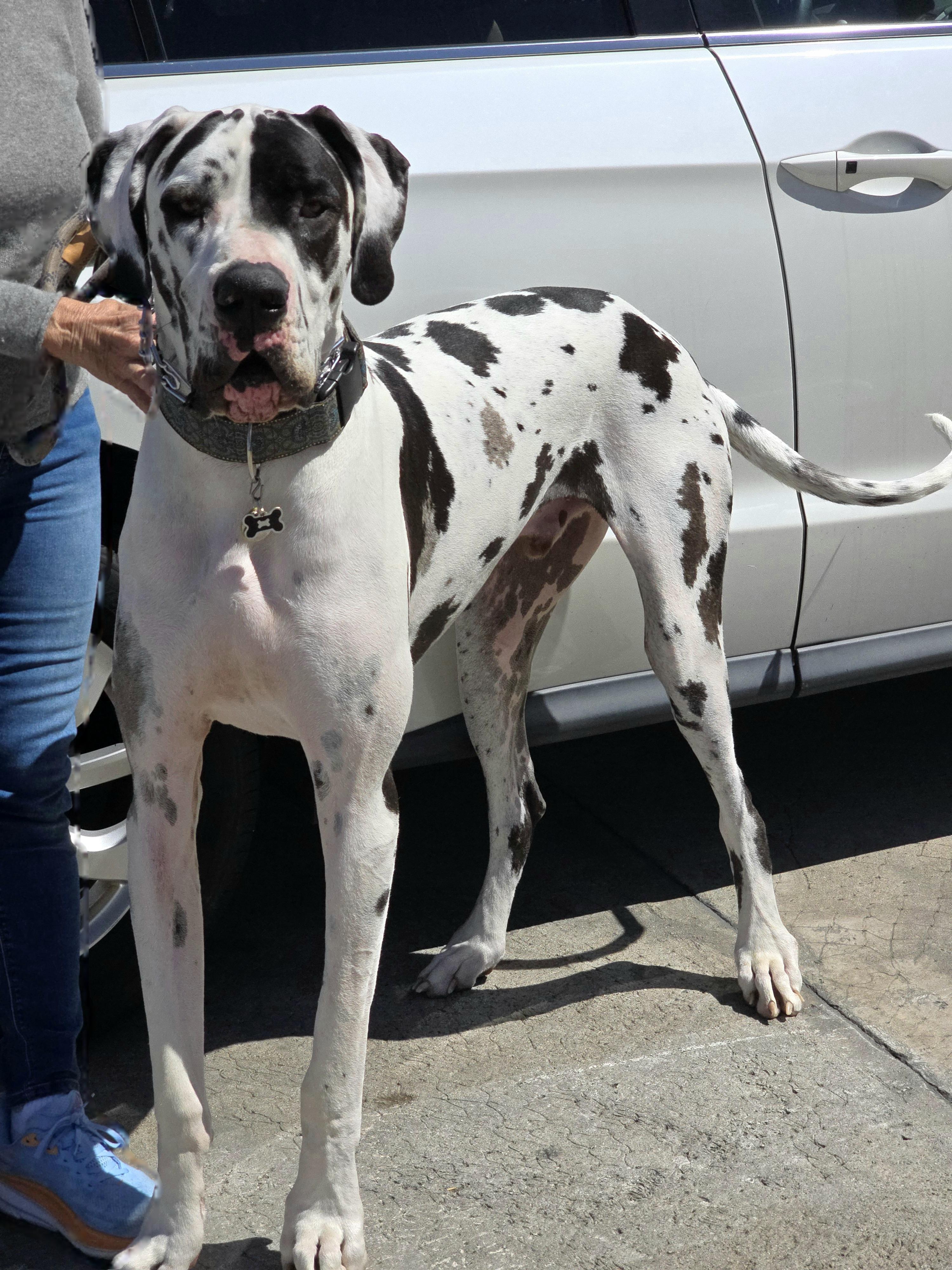 Sampson "Sammy", a Adopted Great Dane in San Pedro, CA image 5/6