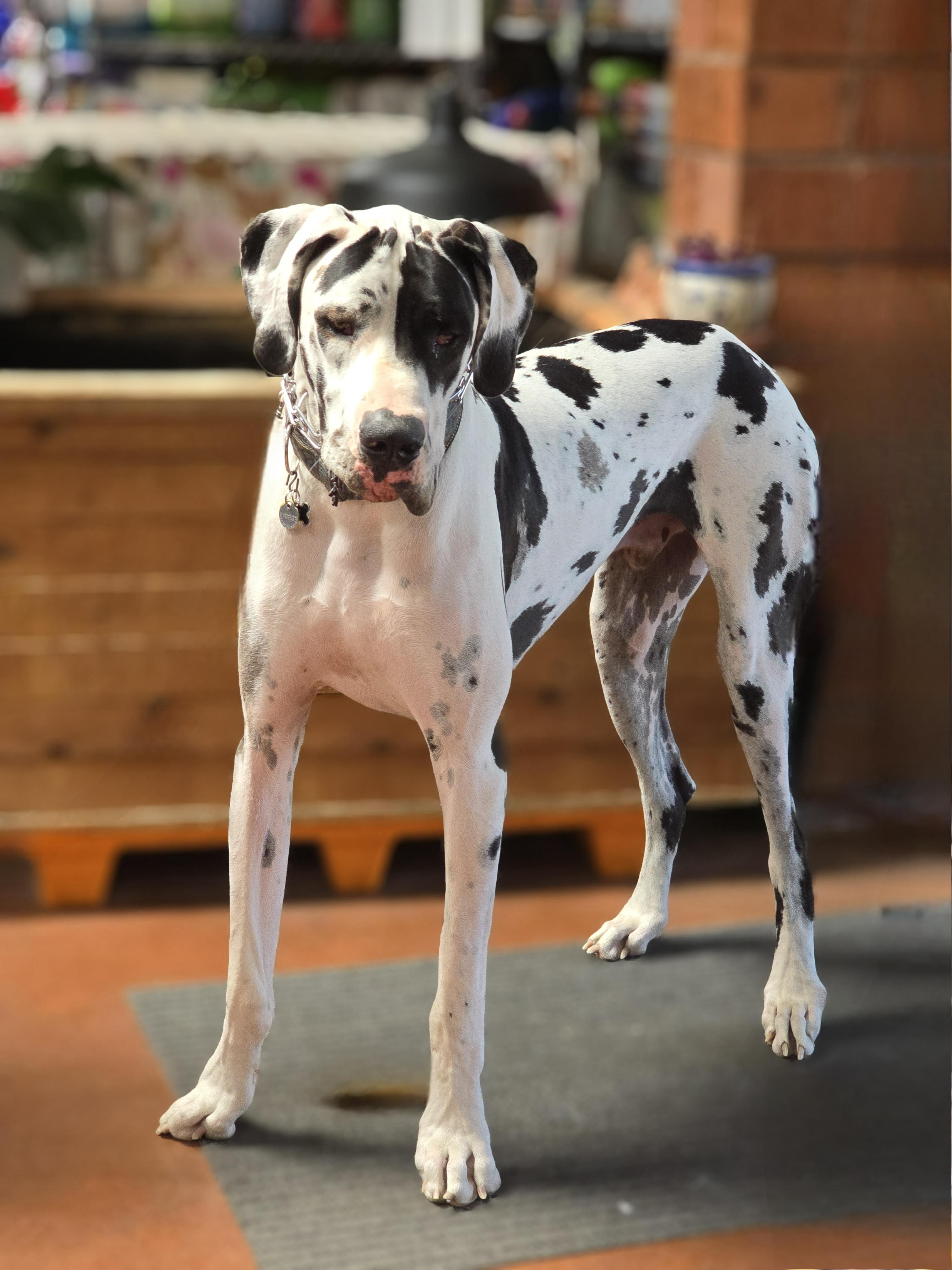 Sampson "Sammy", a Adopted Great Dane in San Pedro, CA image 4/6