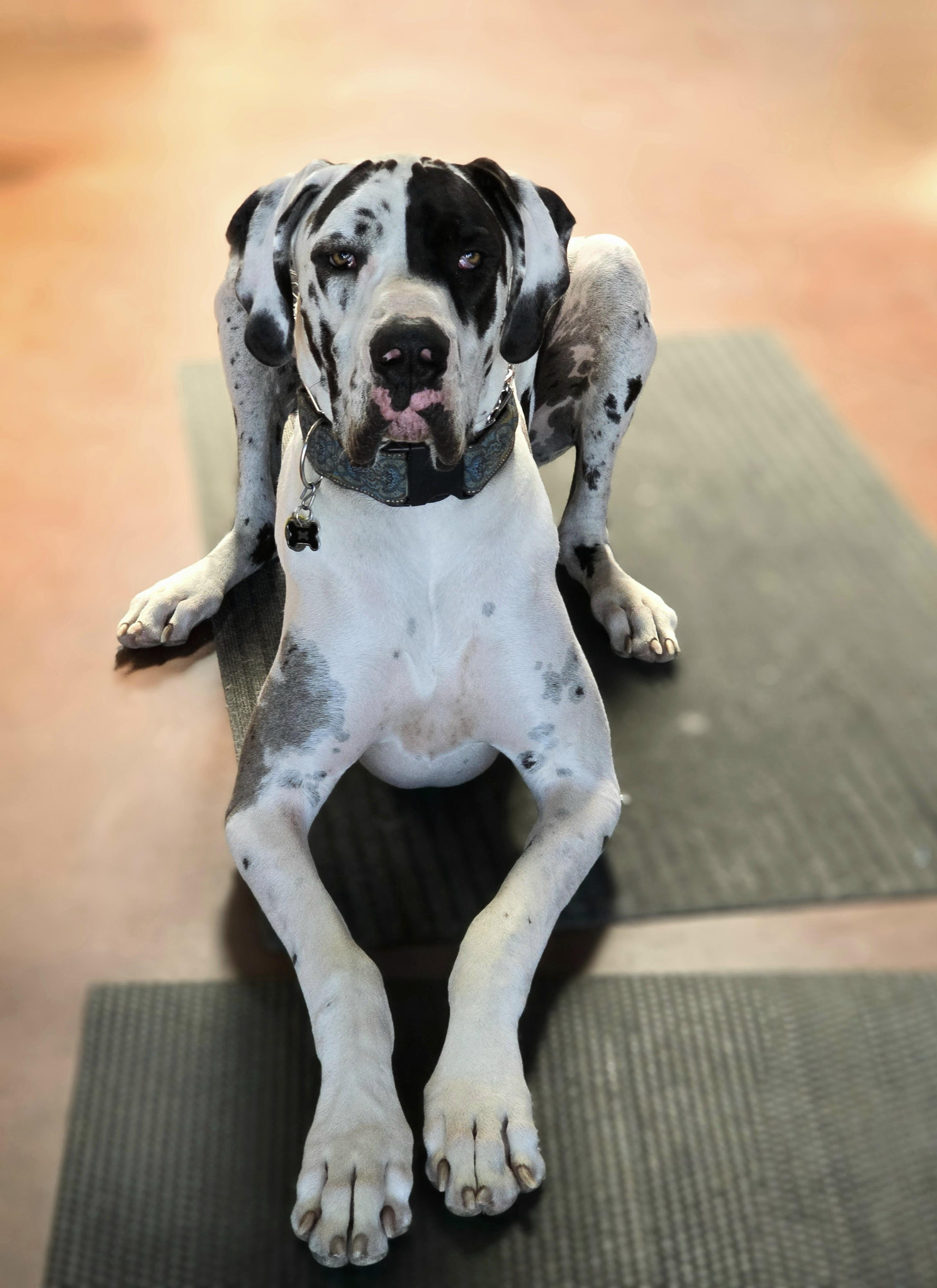 Sampson "Sammy", a Adopted Great Dane in San Pedro, CA image 3/6