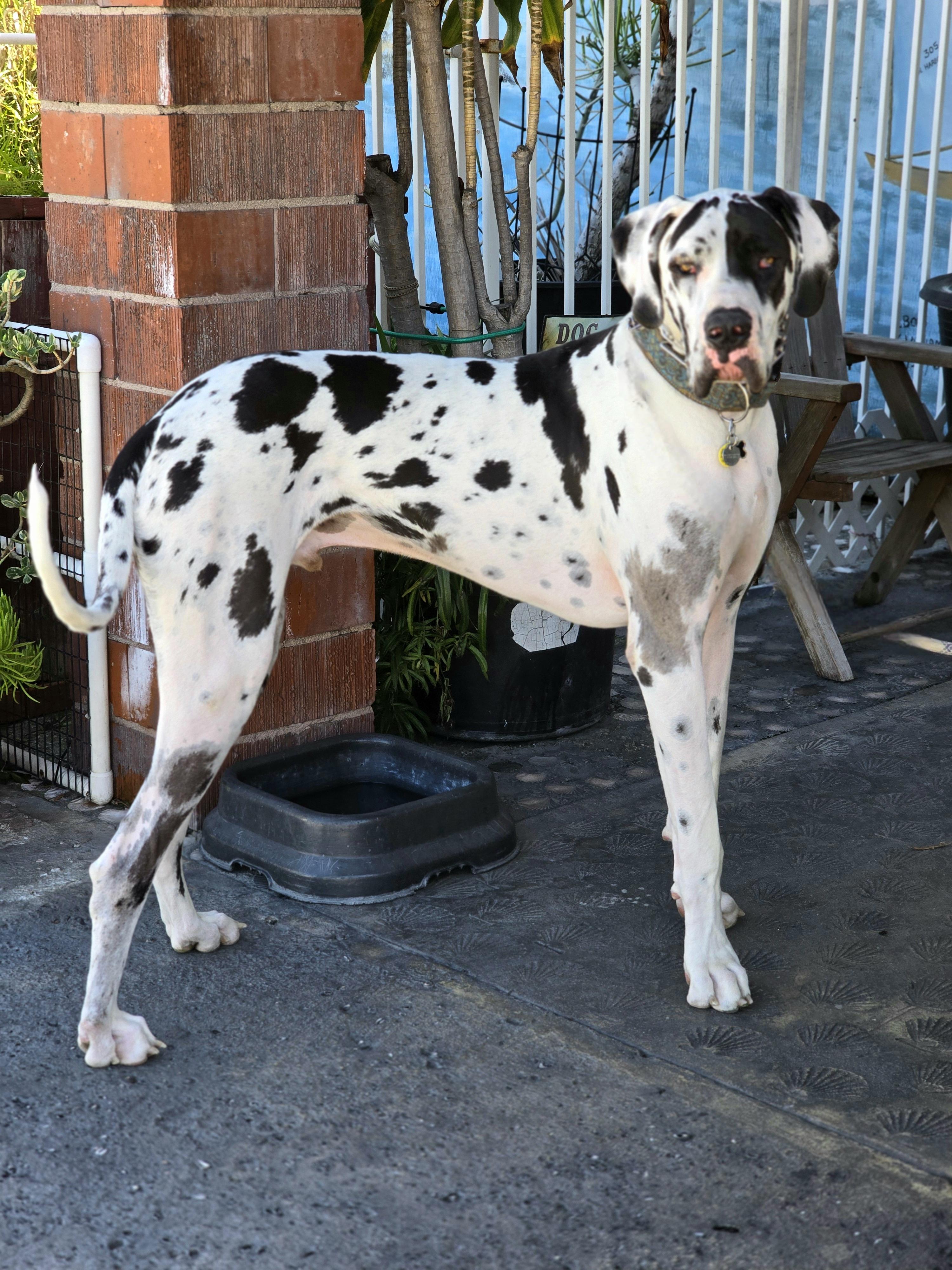 Sampson "Sammy", Adopted, Young Male Great Dane.