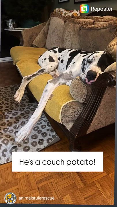 Enlarge Sampson "Sammy", a Adopted Great Dane in San Pedro, CA video 2/6