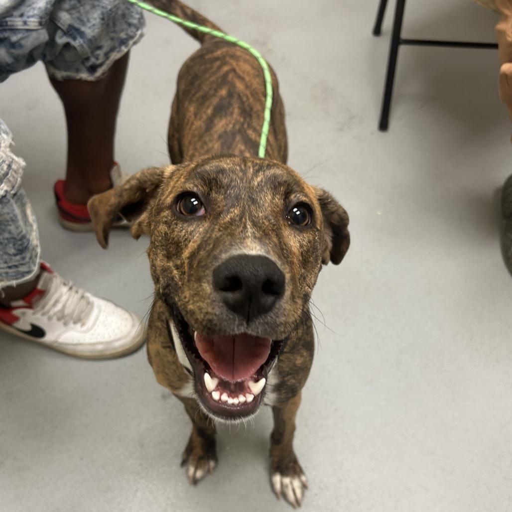 Tink, Adoptable, Young Female Pit Bull Terrier & Greyhound.