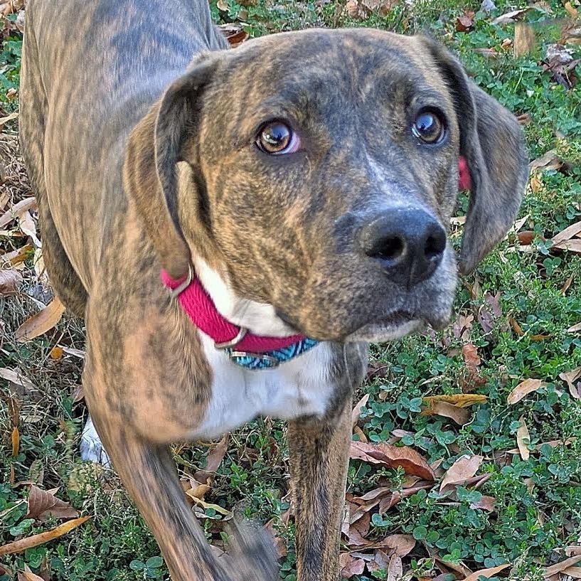 Enlarge Tink, a Adoptable mixed breed in Charlottesville, VA image 2/3