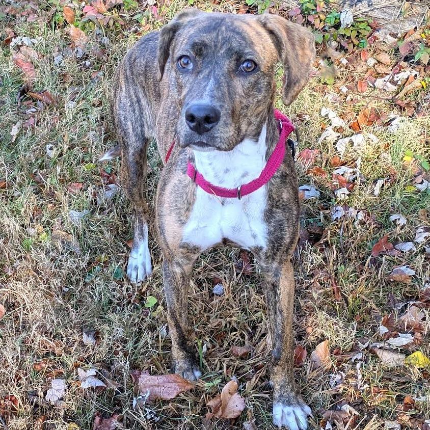 Enlarge Tink, a Adoptable mixed breed in Charlottesville, VA image 3/3