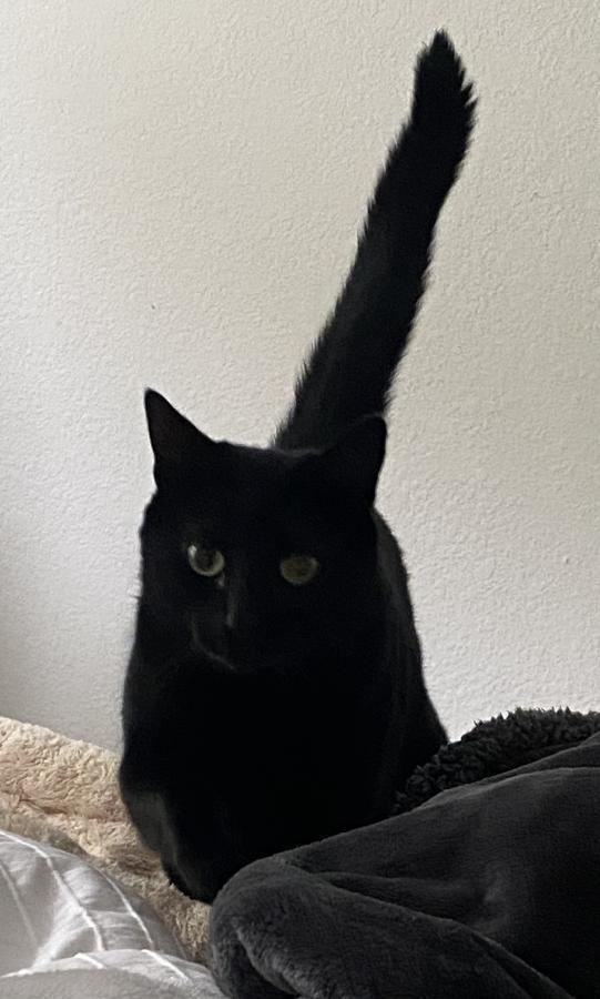 Nugget, Adoptable, Adult Female Domestic Short Hair.