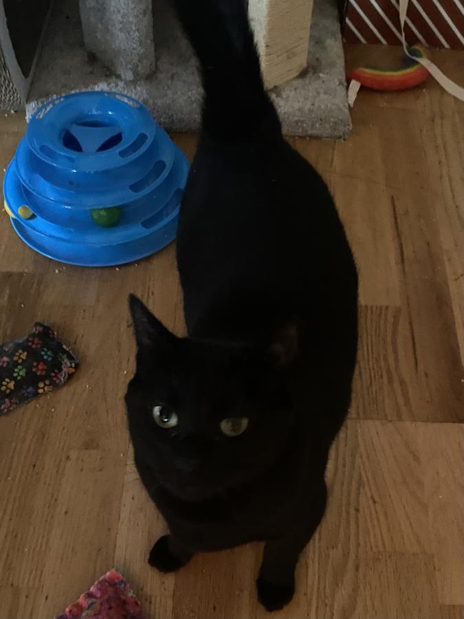 Enlarge Nugget, a Adoptable Domestic Short Hair in Mountain View, CA image 2/4