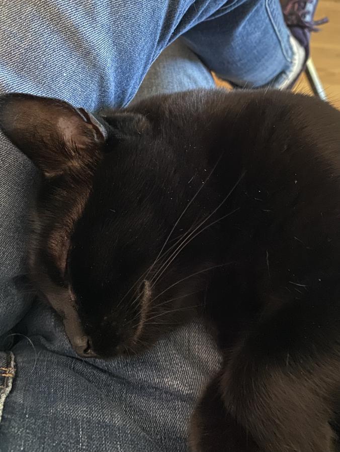 Enlarge Nugget, a Adoptable Domestic Short Hair in Mountain View, CA image 3/4