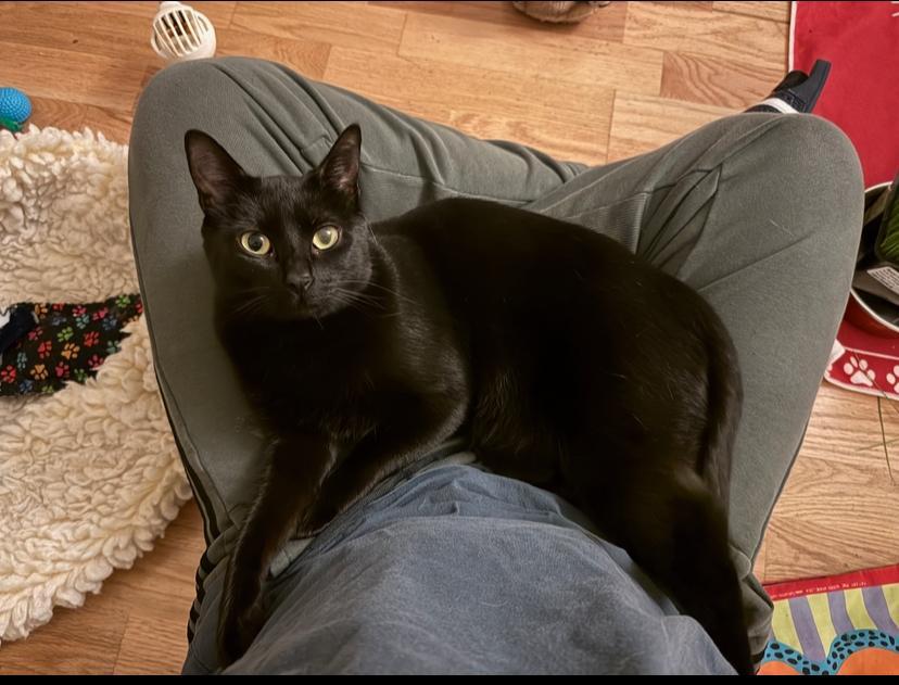 Nugget, a Adoptable Domestic Short Hair in Mountain View, CA image 4/4