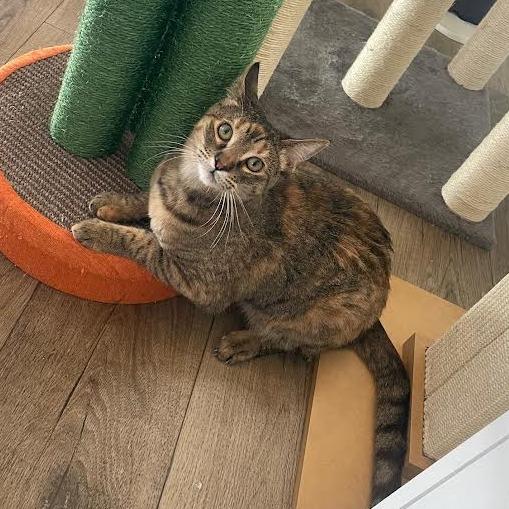 Cookie, Adoptable, Young Female Domestic Short Hair.