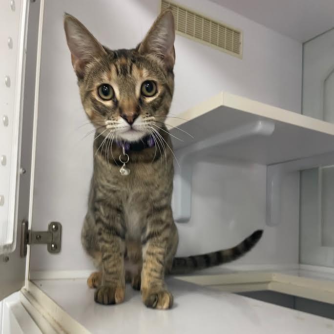 Cookie, Adoptable, Young Female Domestic Short Hair.