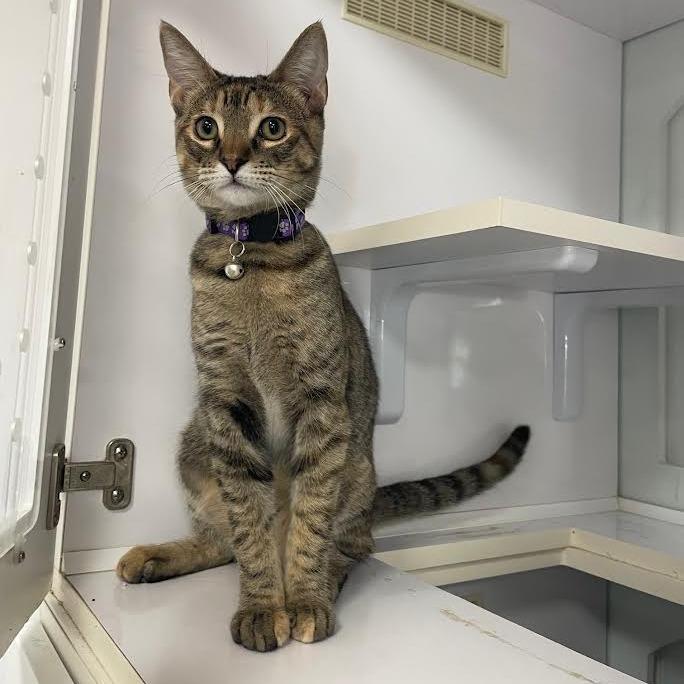 Enlarge Cookie, a Adoptable Domestic Short Hair in Prescott, AZ image 3/5