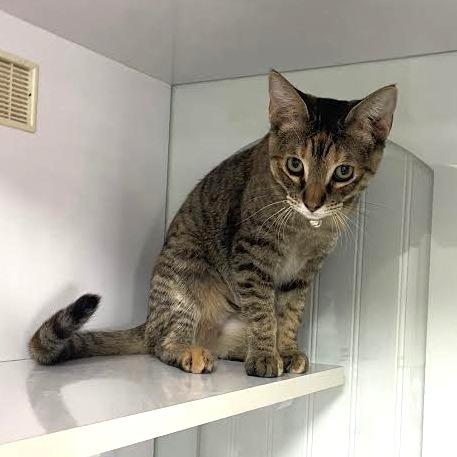 Cookie, a Adoptable Domestic Short Hair in Prescott, AZ image 3/4