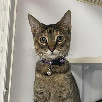 Enlarge Cookie, a Adoptable Domestic Short Hair in Prescott, AZ image 5/5