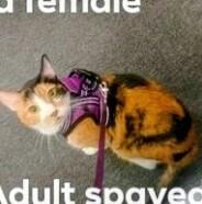 Hera, Adoptable, Adult Female Domestic Short Hair.
