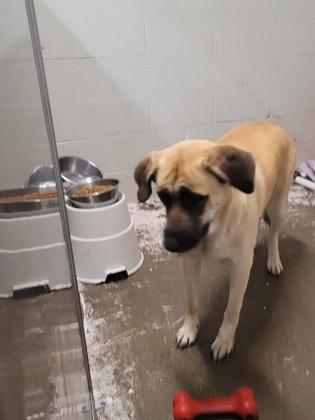 Luna, a Adoptable mixed breed in Sacramento, CA image 6/6