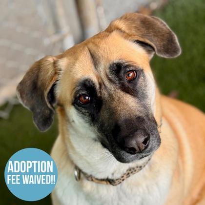 Luna, Adoptable, Adult Female Anatolian Shepherd & Shepherd.