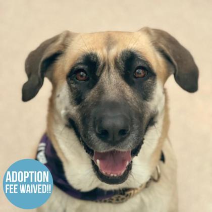 Luna, a Adoptable mixed breed in Sacramento, CA image 1/6