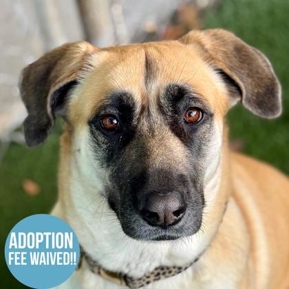 Enlarge Luna, a Adoptable mixed breed in Sacramento, CA image 6/6