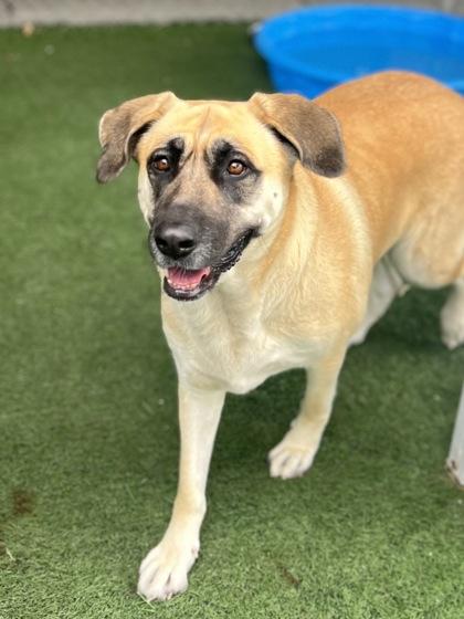 Luna, a Adoptable mixed breed in Sacramento, CA image 4/6