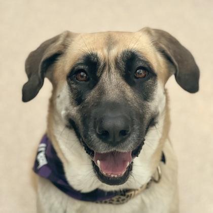 Luna, Adoptable, Adult Female Anatolian Shepherd & Shepherd.
