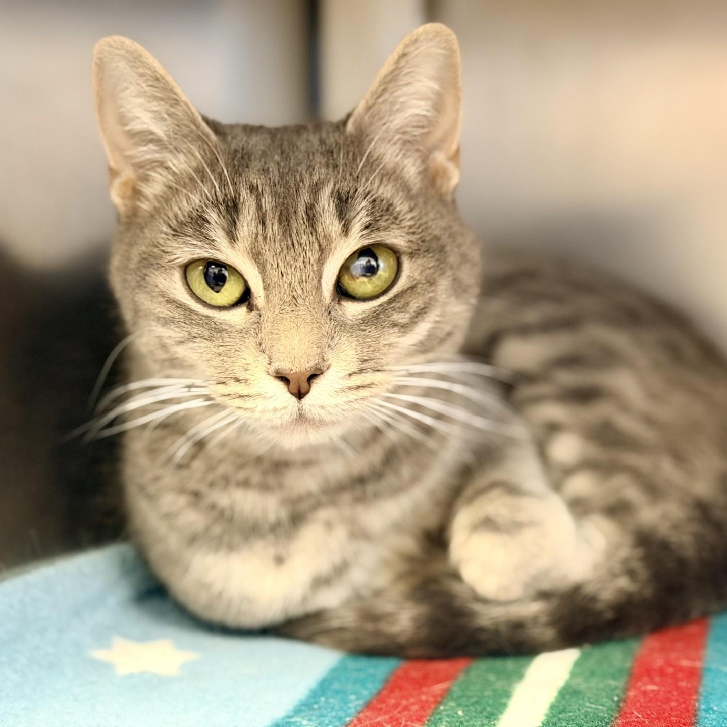 Enlarge Tulip, an adopted Domestic Short Hair in Manahawkin, NJ image 1/2