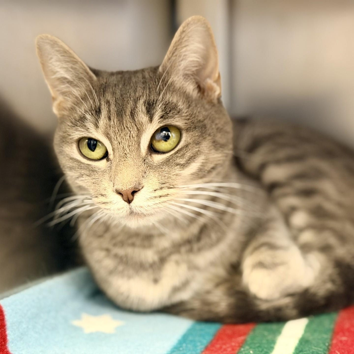 Enlarge Tulip, an adopted Domestic Short Hair in Manahawkin, NJ image 2/2