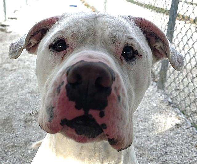 HENRY, Adoptable, Adult Male Pit Bull Terrier.