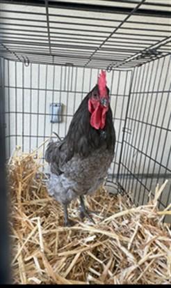 BUCKY, Adoptable, Young Male Chicken.