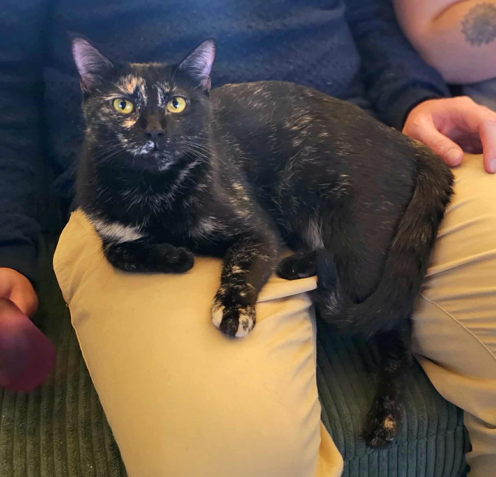 Bug, an adoptable Domestic Short Hair in Oak Ridge, TN image 3/5