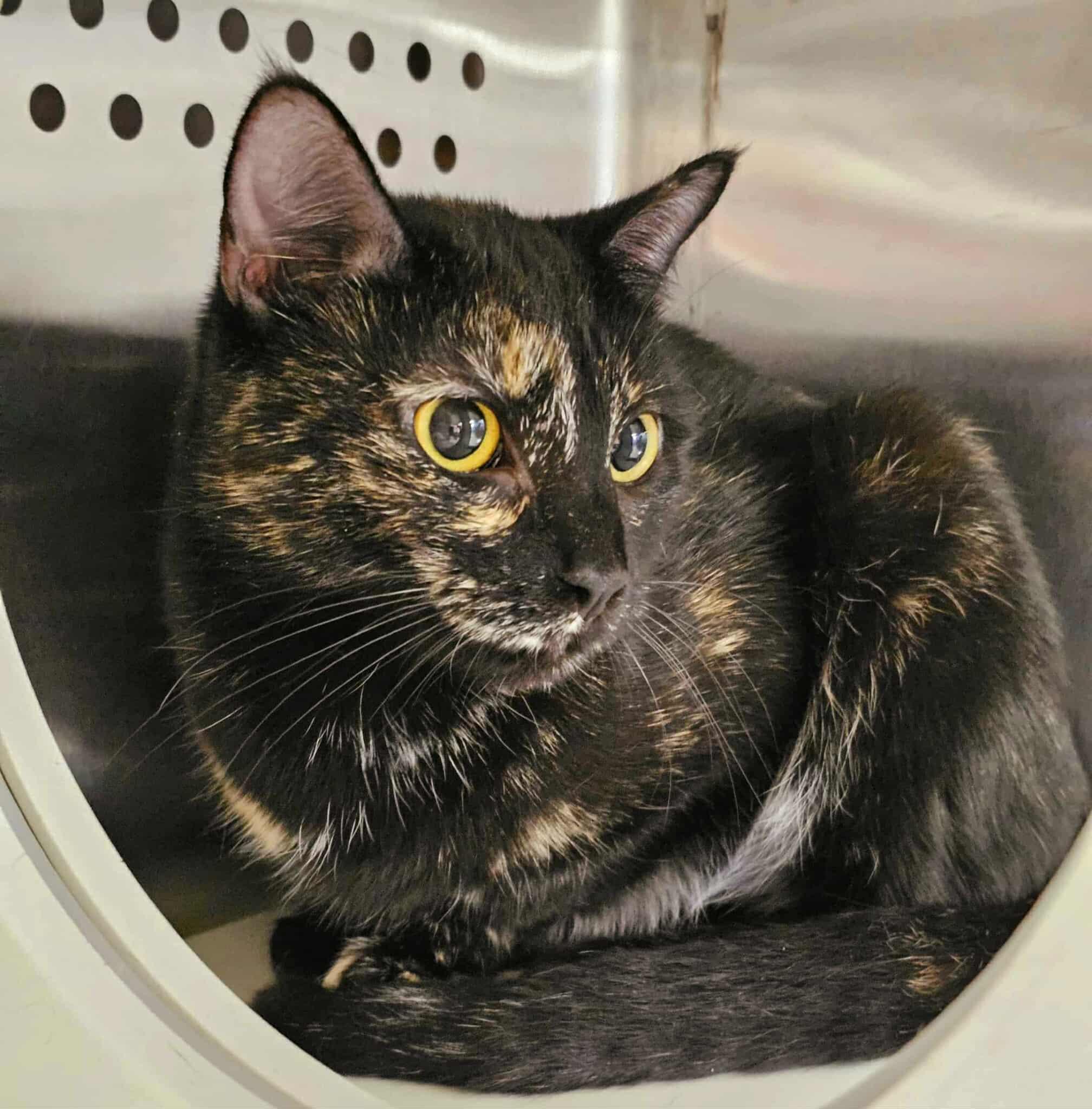 Bug, an adoptable Domestic Short Hair in Oak Ridge, TN image 2/5
