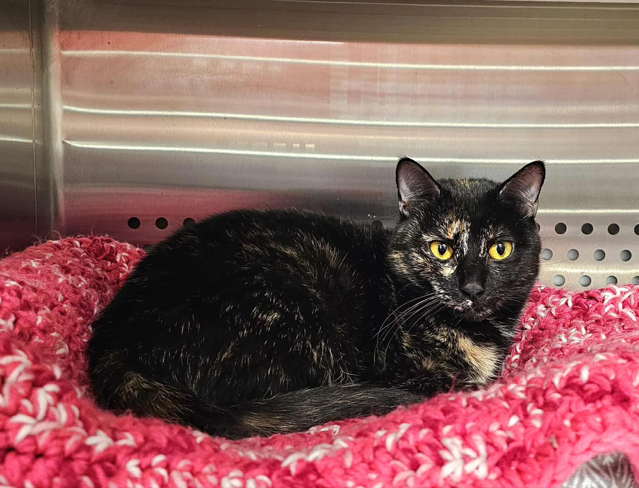 Bug, an adoptable Domestic Short Hair in Oak Ridge, TN image 1/5