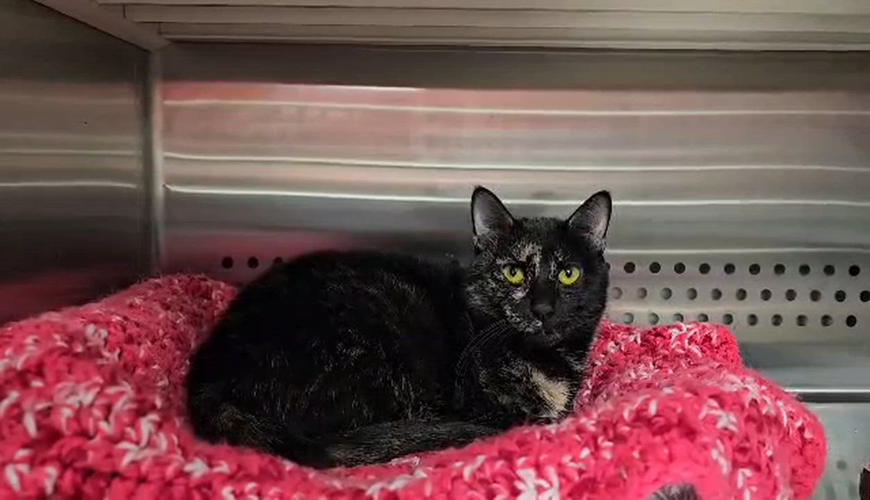 Enlarge Bug, an adoptable Domestic Short Hair in Oak Ridge, TN video 5/5