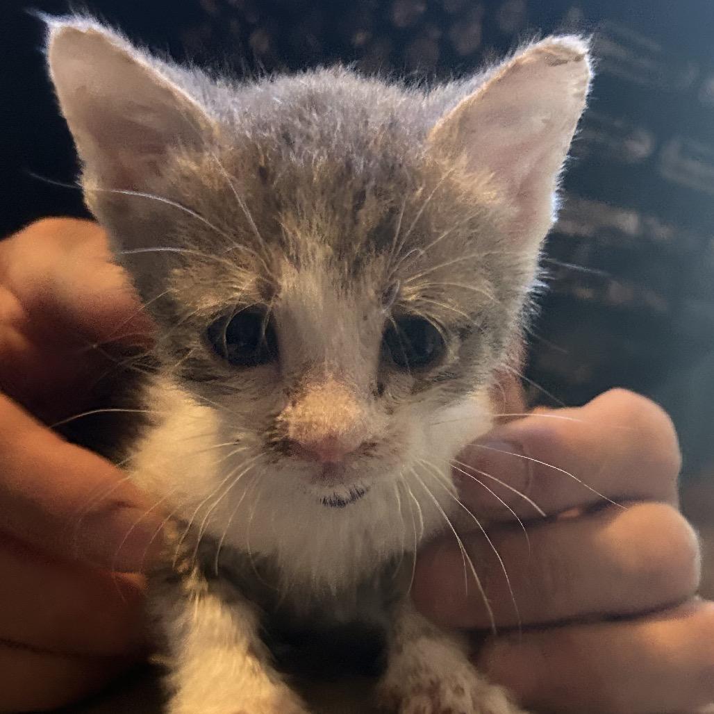Shrew, Adoptable, Kitten Male Domestic Short Hair.